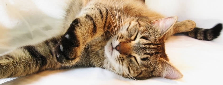 Cat sleeping