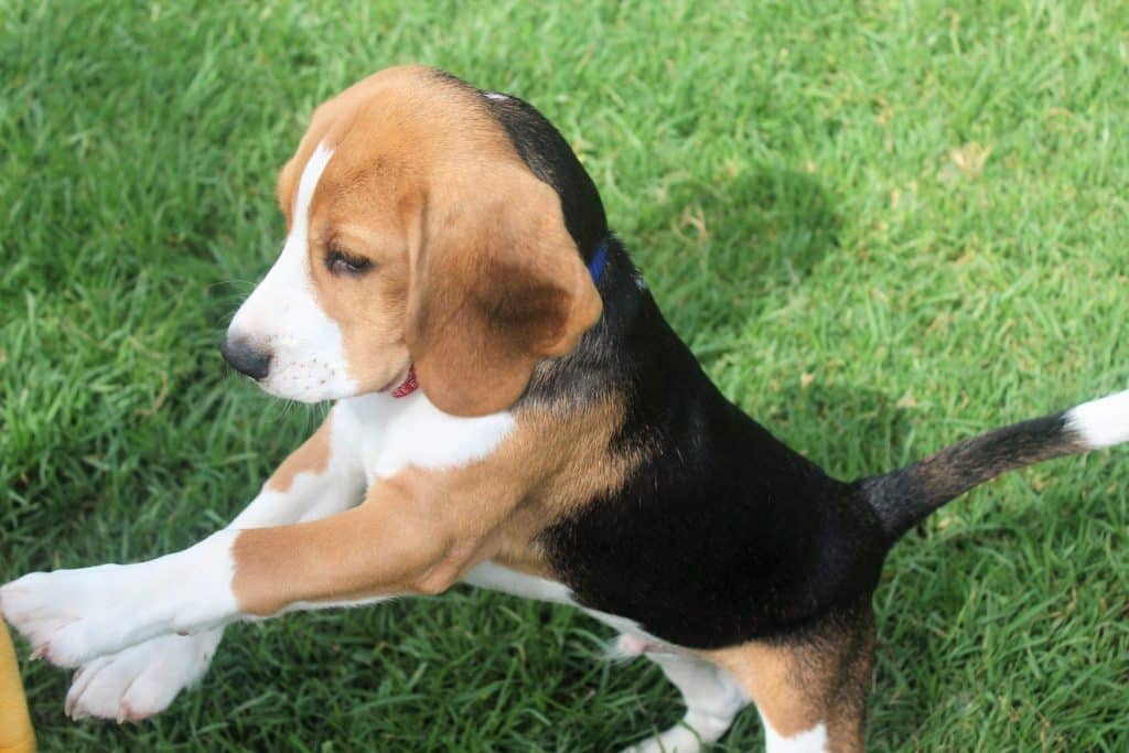 Adorable beagle
