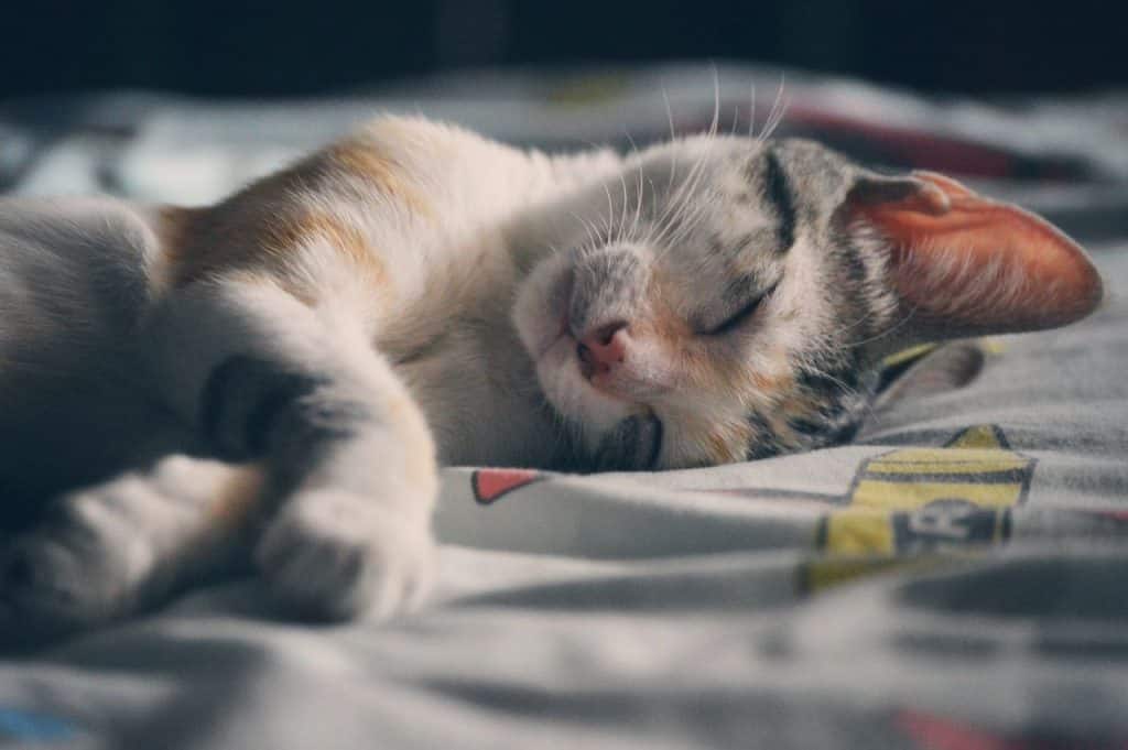 sleeping cat