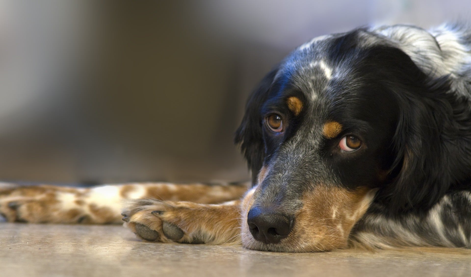 dog lying down looking sad