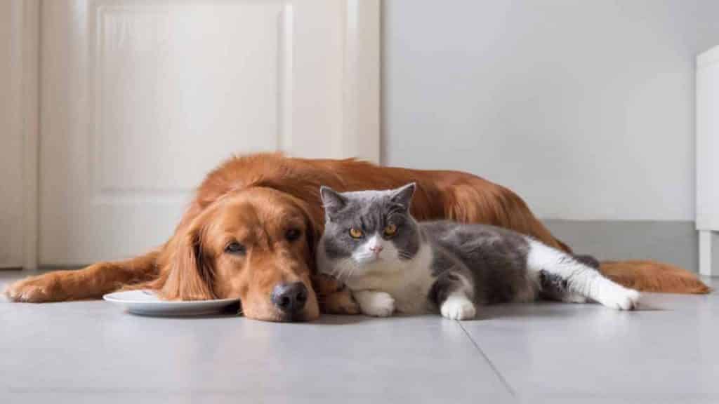 Psychology behind 'dog people' and 'cat people'
