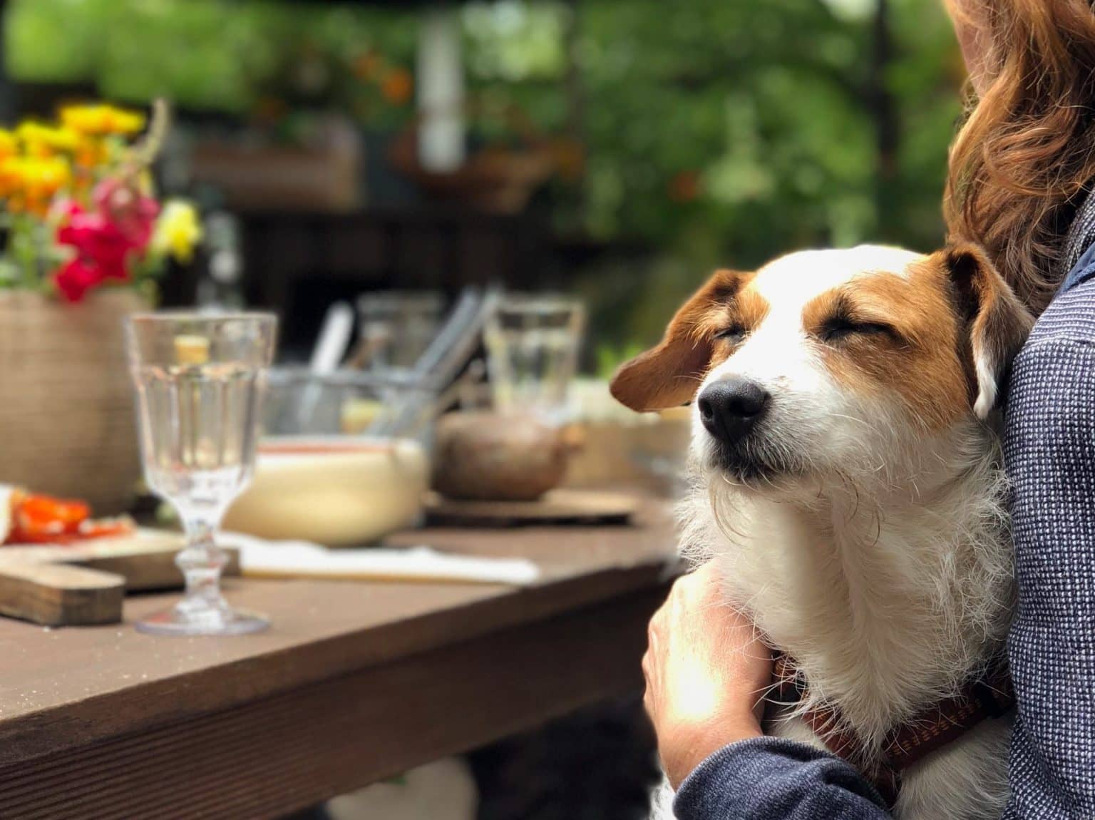 North Brisbane s Favourite Dog friendly Cafes Northshore Pet Resort north-brisbane-s-favourite-dog-friendly-cafes-northshore-pet-resort