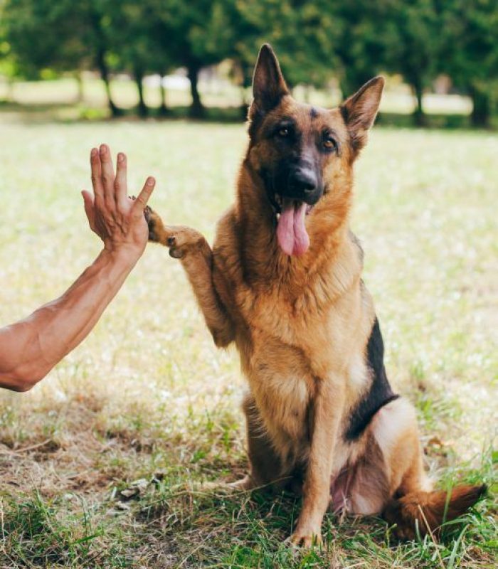 German shepherd dog giving a paw